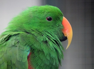 Loro verde